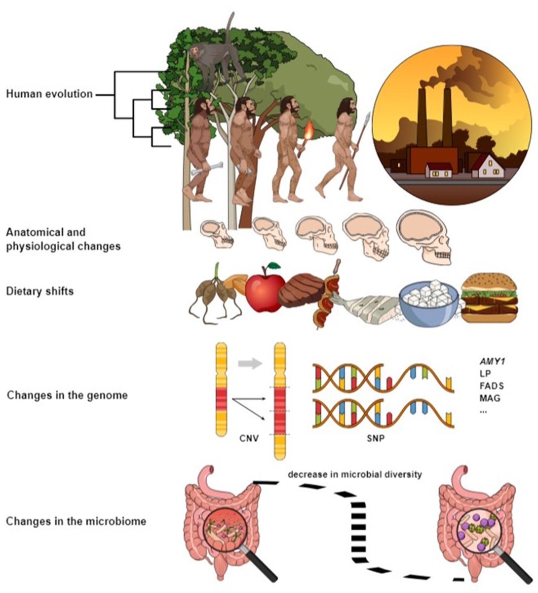 Del Rio’s Lab @Unipr (@phisquarelab) on Twitter photo This work, with <a href="/NicolaBragazzi/">Dr. Nicola Luigi Bragazzi (MD, PhD, MPH)</a>, <a href="/PMenaParreno/">Pedro Mena Parreño</a> (both at <a href="/HNUnipr/">Human Nutrition Unit - University of Parma</a>) and @emeranamayer, is different and an interesting read for a wider audience! It's about the evolutionary impact of dietary shifts on human development. Free here: doi.org/10.1016/j.advn… This work, with <a href="/NicolaBragazzi/">Dr. Nicola Luigi Bragazzi (MD, PhD, MPH)</a>, <a href="/PMenaParreno/">Pedro Mena Parreño</a> (both at <a href="/HNUnipr/">Human Nutrition Unit - University of Parma</a>) and @emeranamayer, is different and an interesting read for a wider audience! It's about the evolutionary impact of dietary shifts on human development. Free here: doi.org/10.1016/j.advn…