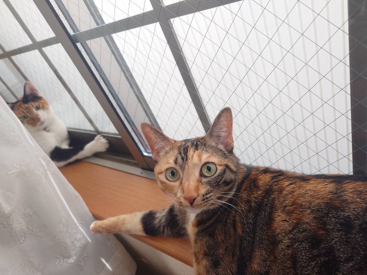 Fla_ky's tweet photo. 窓ぎわ族です
#ねこ　#猫好き https://t.co/kA8OF6aqBN