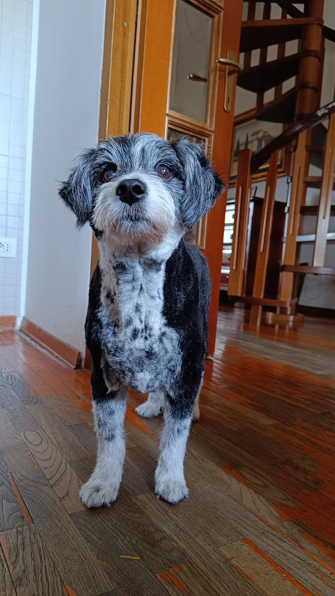 StickyShell's tweet image. Buon viaggio bimba 💔