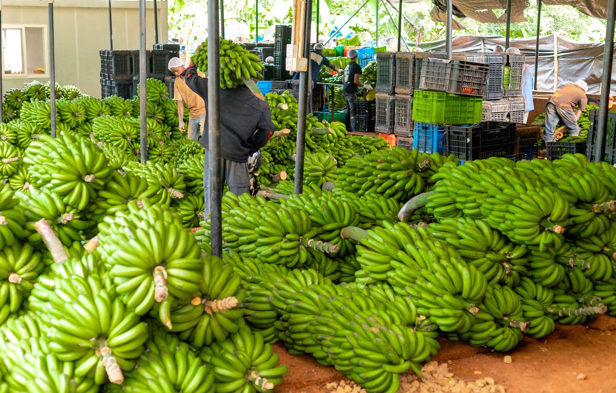 Chris Maranga - Acumen EA Director (@chriskmaranga) on Twitter photo 20-30% of food is lost after harvest? For bananas, it’s up to 50%!Elia Timotheo and <a href="/eafoods_/">East Africa Foods</a> are reducing losses and boosting farmer incomes. Since their Acumen grant, their network has grown by 1,300%!Acumen 2023 Annual Report:acumen.org/reports/2023-a… and <a href="/TamerEl/">Tamer El-Rayess</a>-Raghy 20-30% of food is lost after harvest? For bananas, it’s up to 50%!Elia Timotheo and <a href="/eafoods_/">East Africa Foods</a> are reducing losses and boosting farmer incomes. Since their Acumen grant, their network has grown by 1,300%!Acumen 2023 Annual Report:acumen.org/reports/2023-a… and <a href="/TamerEl/">Tamer El-Rayess</a>-Raghy