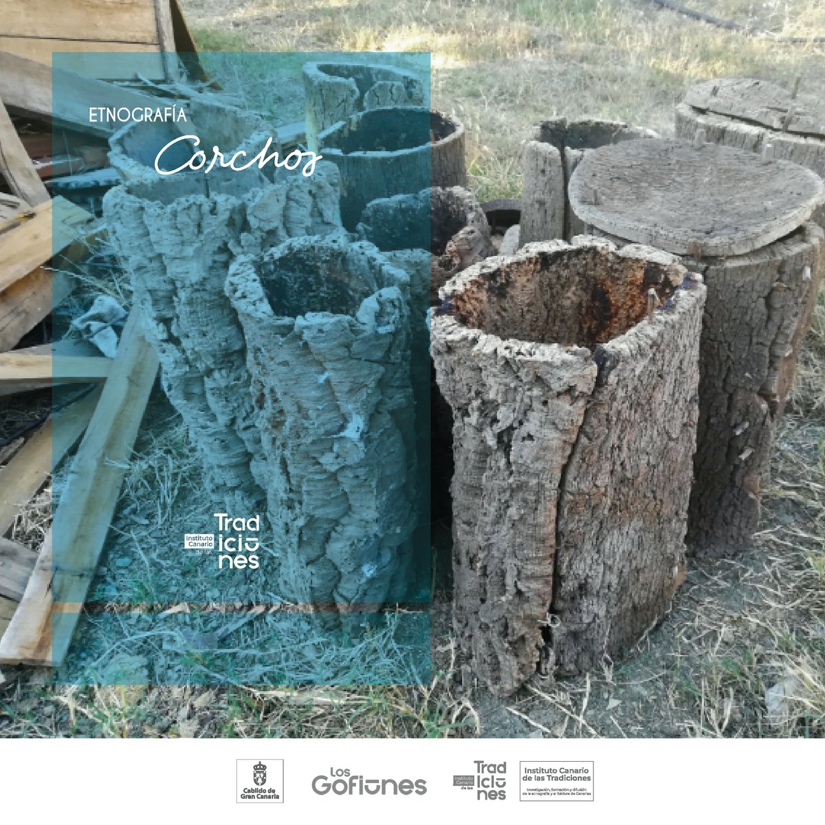 insctradiciones's tweet photo. Si hablamos de los corchos, seguramente se les viene a la cabeza el tapón para cerrar las botellas de vino, pero hoy lo vamos a hacer sobre otros corchos, unos que guardan reinas, obreras y mieles.
#ictradiciones #corchos #colmenas @GranCanariaCab @LosGofiones https://t.co/ngyCNRr09A
