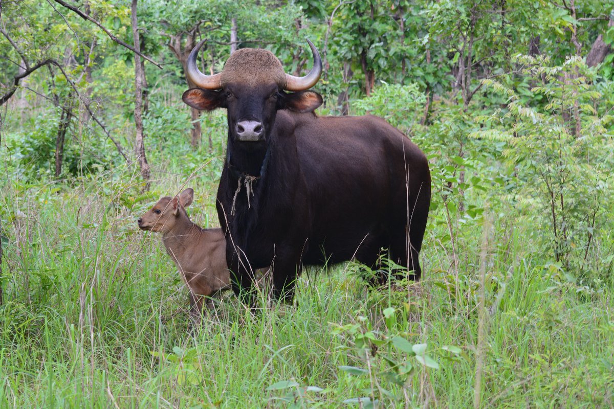 Sanjay_TigerR's tweet photo. We are thrilled to announce the birth of a new calf in the reintroduced gaur population, marking a significant milestone in our conservation efforts. This calf is the first offspring born from successful natural mating within the Sanjay Tiger Reserve, and 1/2 https://t.co/ZO7BdJAVwh