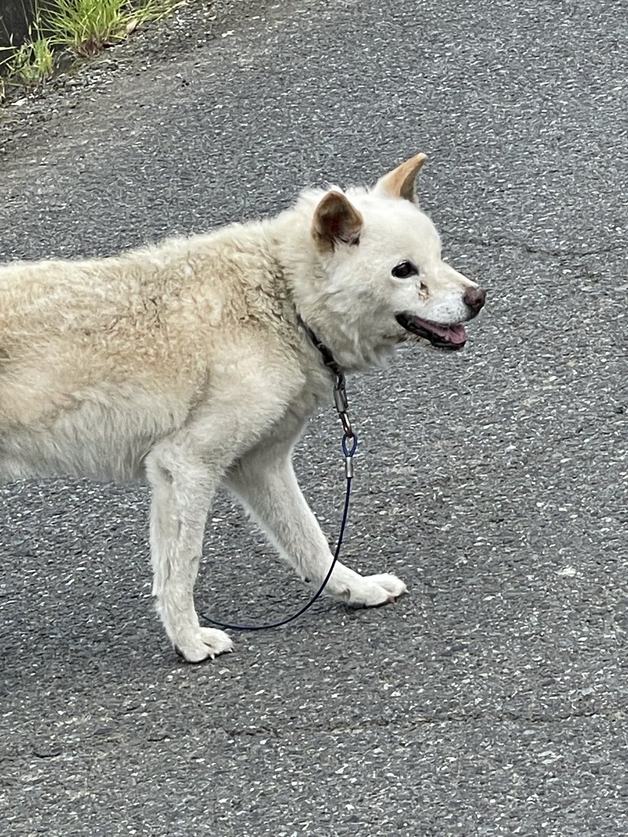 daityan1115's tweet photo. 先程鳩山町をランニング中に迷い犬を見つけました
フラフラして食べ飲みをしばらくしていない様子で瀕死状態に近く、何とか保護してほしいなと思い役場に電話して来るまでの間、赤沼の近所の方と協力して轢かれないようにしていました。
役場保護から保健所に移っていくと思います

#迷い犬　#鳩山町 https://t.co/hMxPkPMsLw