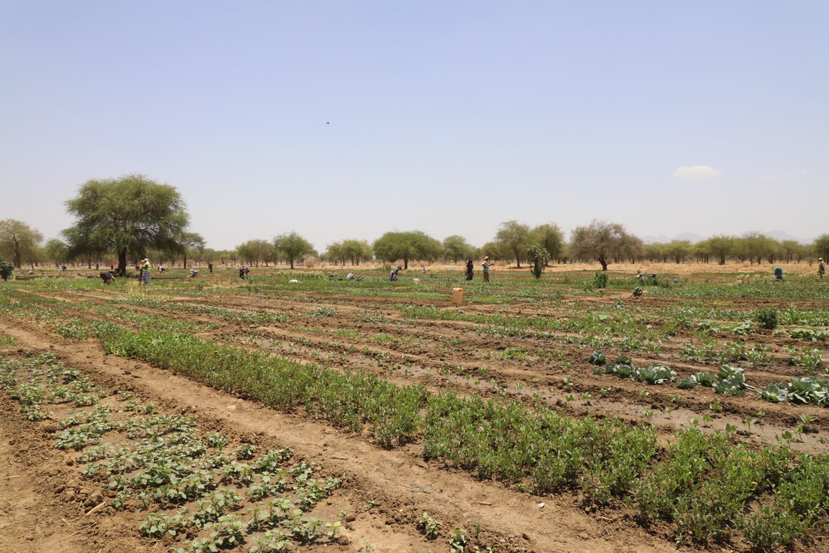 WFP_Chad's tweet photo. Grâce à 6 sites maraichers dans le Ouaddai et le Guerra, plus de 20 000 tchadiens sont sortis de l'assistance humanitaire. Il y a quelques semaines, le gouvernement tchadien et nos principaux bailleurs ont visité les sites de résilience qui ont permis cette transition. https://t.co/5xuFUKwuSJ