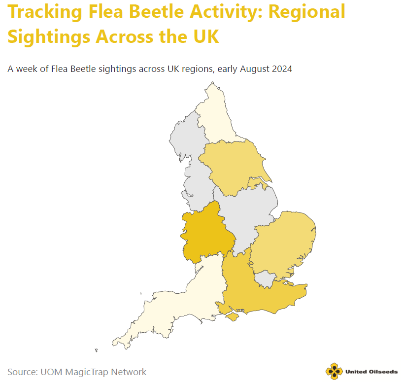 UnitedOilseeds's tweet image. With the United Oilseeds #MagicTrap network now up and running and a recent poll to our members, find out what we're currently seeing in terms of #CSFB pressure across the UK. ➡️ tinyurl.com/MTUAug24 @Bayer4CropsUK @aafmagazine @FarmersWeekly @FarmersGuardian #UKAgriculture