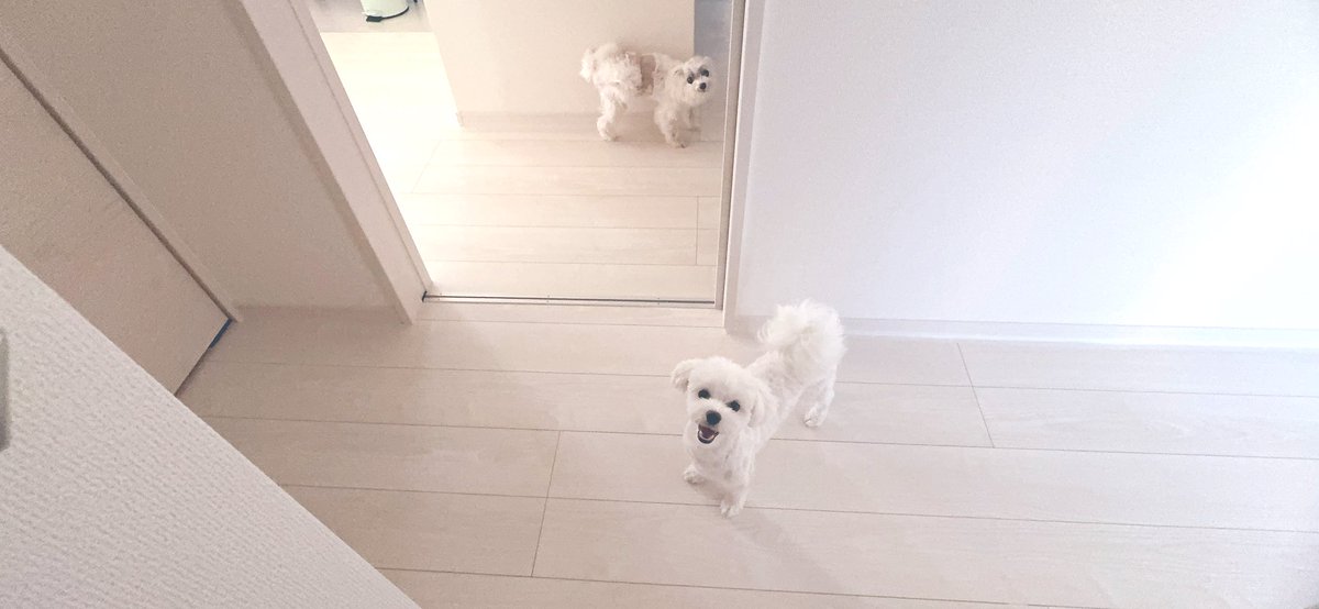 ゴン爺と文太少年🐶
 #マルチーズ