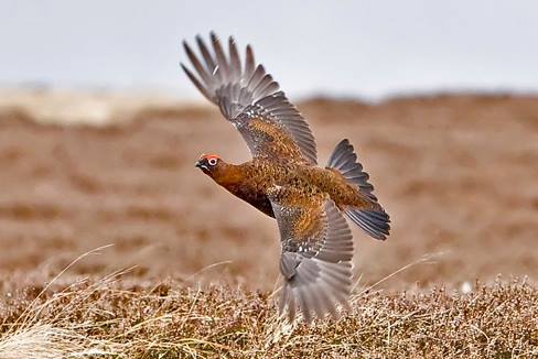 📙 Download our essential free 6-page guide to conservation on grouse moors, extracted from our bestselling book - The Moorland Balance. 

Download your free copy here 👇
mailchi.mp/gwct.org.uk/co…