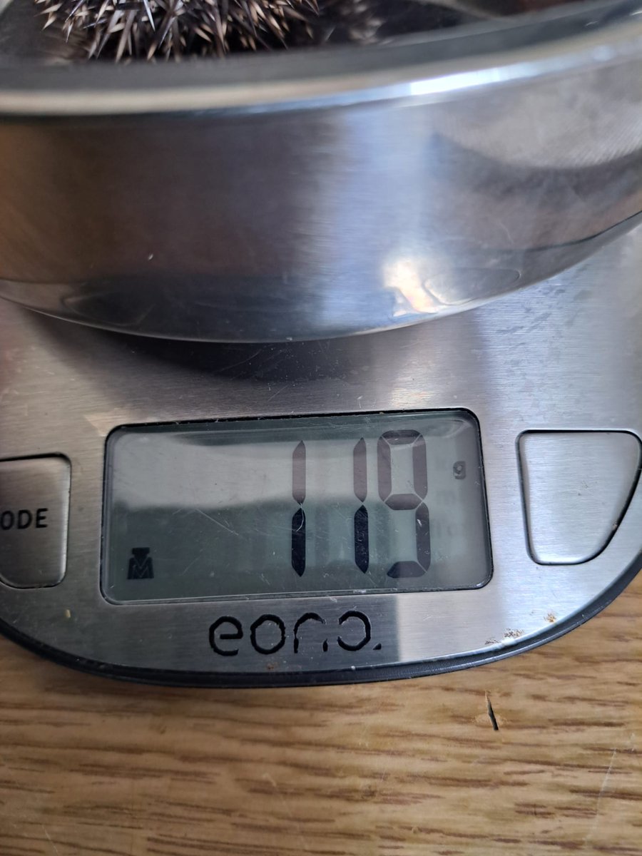 CaerphillyHog's tweet image. *Please keep netting off the ground*

This duo came to us on 12/8, tangled in netting on an allotment patch. Hungry, thirsty and with flystrike - they had a lucky ending! Name suggestions please!  Boy- 108g, girl - 119g.
#hedgehog #hoglets #GardeningX #netting