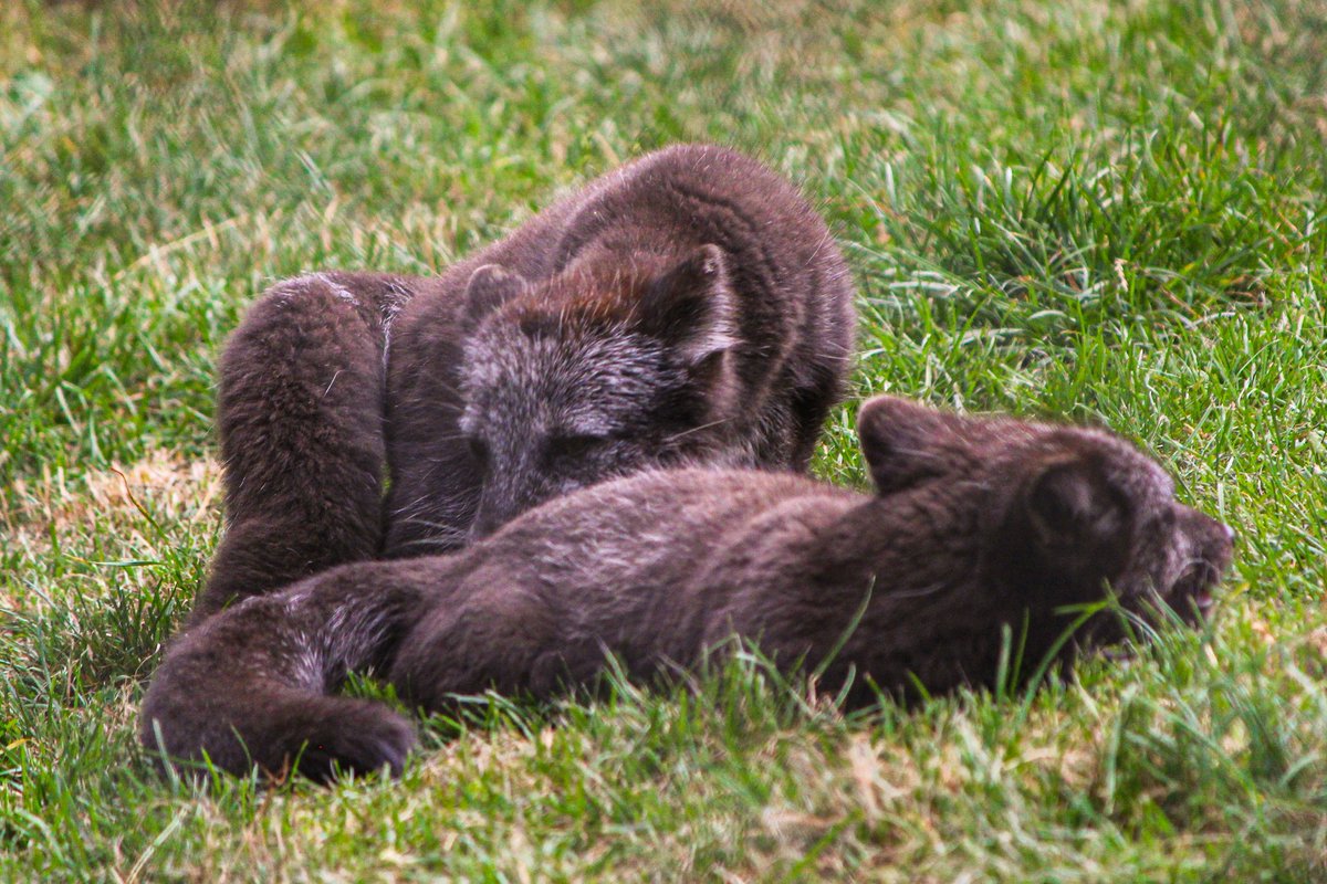 dinobreezy's tweet image. Goodmorning everyone ☕️  A busy day editing the 600+ photos I took at the zoo yesterday.  Have a great Wednesday with this series of the playing Arctic Fox 

#ArcticFox #Poolvos #playing #wednesdaymotivations #DiergaardeBlijdorp #zoo #photography