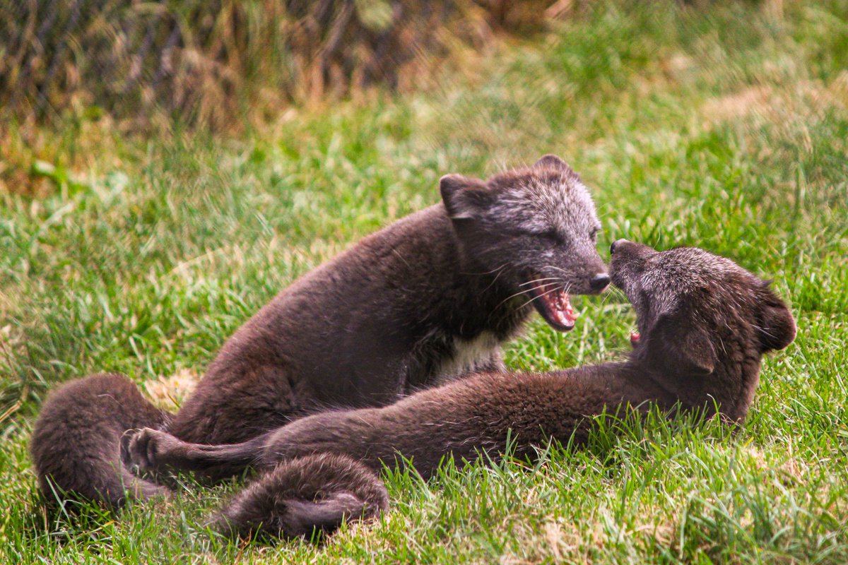 dinobreezy's tweet image. Goodmorning everyone ☕️  A busy day editing the 600+ photos I took at the zoo yesterday.  Have a great Wednesday with this series of the playing Arctic Fox 

#ArcticFox #Poolvos #playing #wednesdaymotivations #DiergaardeBlijdorp #zoo #photography