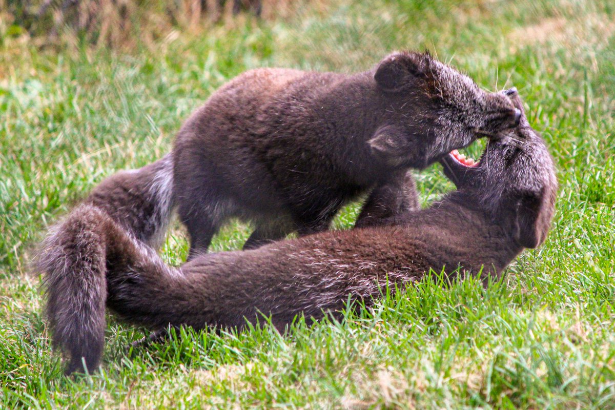 dinobreezy's tweet image. Goodmorning everyone ☕️  A busy day editing the 600+ photos I took at the zoo yesterday.  Have a great Wednesday with this series of the playing Arctic Fox 

#ArcticFox #Poolvos #playing #wednesdaymotivations #DiergaardeBlijdorp #zoo #photography