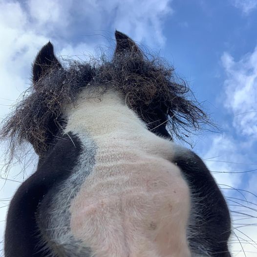 𝗗𝗼 𝘆𝗼𝘂 𝗼𝘄𝗻/𝗰𝗮𝗿𝗲 𝗳𝗼𝗿 𝗵𝗼𝗿𝘀𝗲𝘀 𝗼𝗿 𝗱𝗼𝗻𝗸𝗲𝘆𝘀 𝗶𝗻 𝘁𝗵𝗲 𝗨𝗞? This study explores UK equine keepers’ attitudes, beliefs and behaviours around worm control and resistance. Please could you spare a few moments to share your views? canterforhorses.org.uk/have-your-say-…