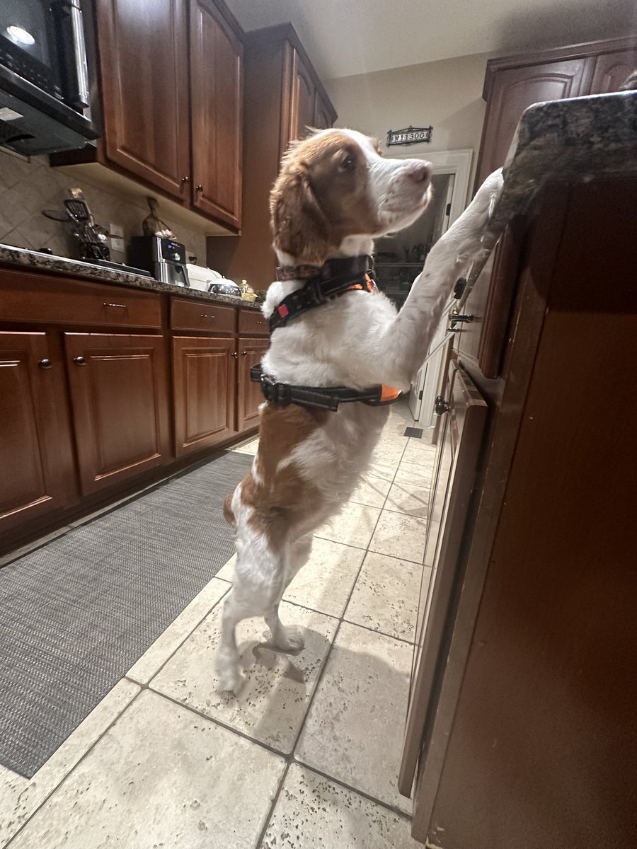 SonuSood's tweet image. Ginger 🐶