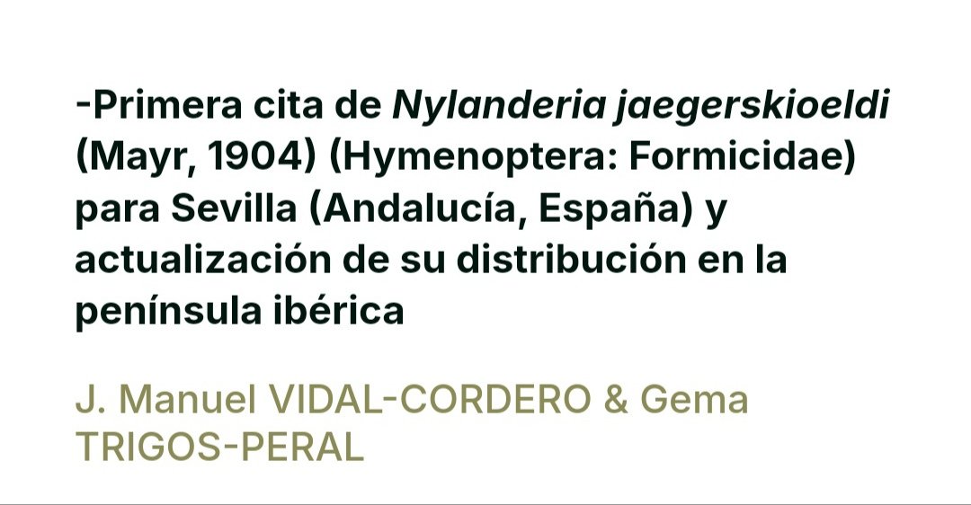 Gema Trigos-Peral (@gema_trigos) on Twitter photo Citizen science is growing in importance due to its multiple use. Here, two activities in Seville (Spain) led us to find 🐜 Nylanderia jargerskioeldi 🐜 #alien_species <a href="/jmvidalcordero/">J. Manuel Vidal-Cordero (Mirmeco_Cosas)</a> <a href="/AntsWarsaw/">Social And Myrmecophilous Insects</a> <a href="/MiIZ_PAS/">Museum and Institute of Zoology PAS</a> <a href="/ObservadoEs/">Observation España</a> 👉🏼link👉🏼 sae-insectos.org/publicaciones/… Citizen science is growing in importance due to its multiple use. Here, two activities in Seville (Spain) led us to find 🐜 Nylanderia jargerskioeldi 🐜 #alien_species <a href="/jmvidalcordero/">J. Manuel Vidal-Cordero (Mirmeco_Cosas)</a> <a href="/AntsWarsaw/">Social And Myrmecophilous Insects</a> <a href="/MiIZ_PAS/">Museum and Institute of Zoology PAS</a> <a href="/ObservadoEs/">Observation España</a> 👉🏼link👉🏼 sae-insectos.org/publicaciones/…