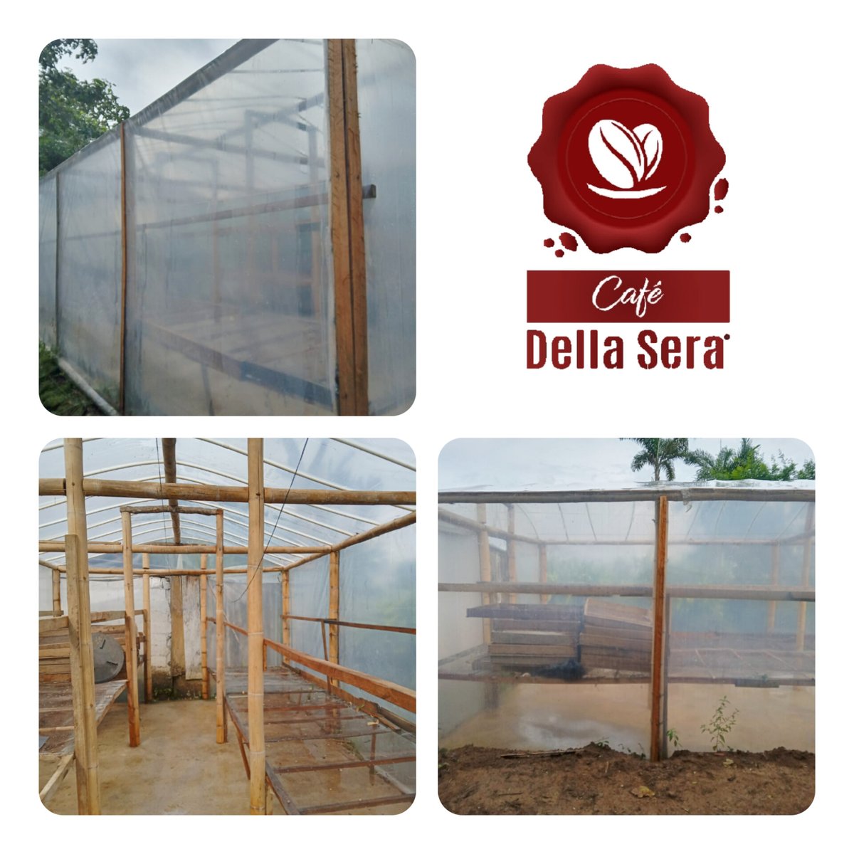 Secadora lista para la cosecha de nuestro café. La secadora fue diseñada con piso de cemento incorporandole varillas de hierro, esto para mantener el calor en horas de la noche. Se utilizó la cañaza por sus propiedades de distribución del calor. 
#cafedellasera #laMaleguita