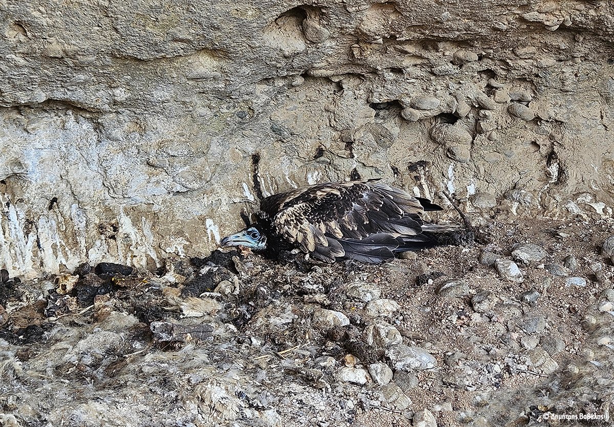 ornithologiki's tweet image. Ο #Ασπροπάρης που γεννήθηκε πριν 2 μήνες στα #Μετέωρα, είναι έτοιμος για το πρώτο -και πιο επικίνδυνο- ταξίδι του στην Αφρική. Ερευνητές της ΟΡΝΙΘΟΛΟΓΙΚΗΣ και στελέχη του ΟΦΥΠΕΚΑ θα παρακολουθούν τον Ίωνα μέσω πομπού και όλοι ευχόμαστε να φτάσει με ασφάλεια στον προορισμό του!