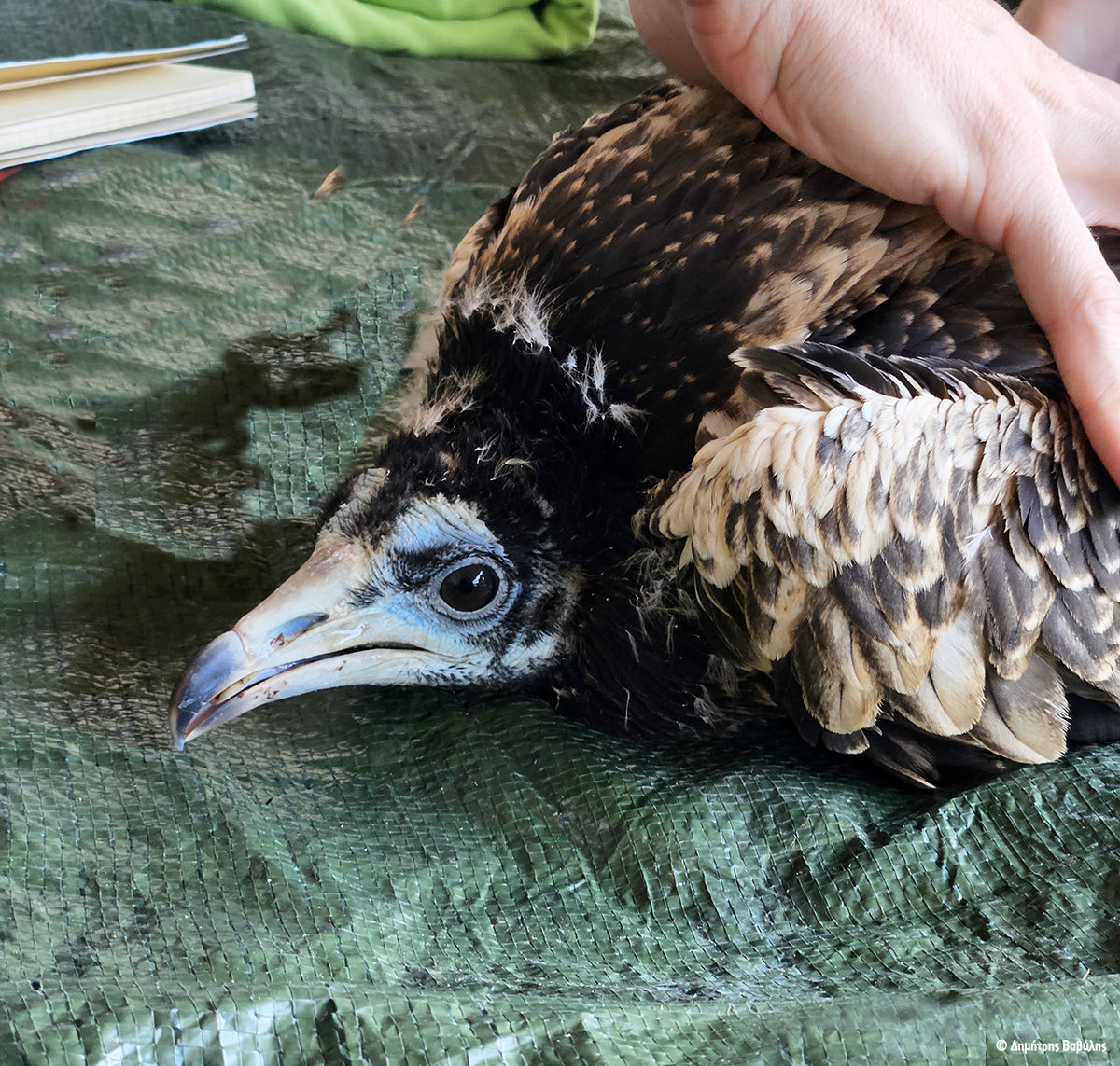 ornithologiki's tweet image. Ο #Ασπροπάρης που γεννήθηκε πριν 2 μήνες στα #Μετέωρα, είναι έτοιμος για το πρώτο -και πιο επικίνδυνο- ταξίδι του στην Αφρική. Ερευνητές της ΟΡΝΙΘΟΛΟΓΙΚΗΣ και στελέχη του ΟΦΥΠΕΚΑ θα παρακολουθούν τον Ίωνα μέσω πομπού και όλοι ευχόμαστε να φτάσει με ασφάλεια στον προορισμό του!