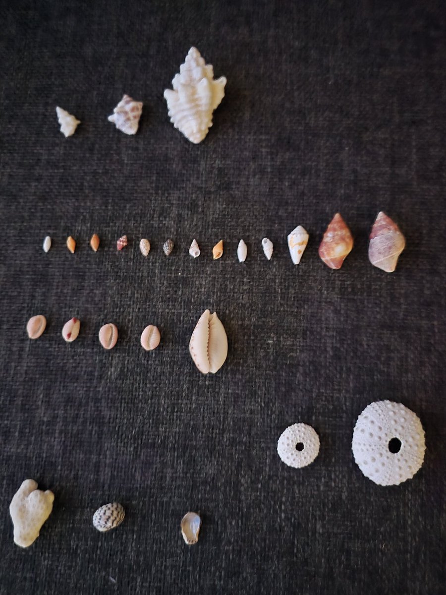 den hoog tweet media