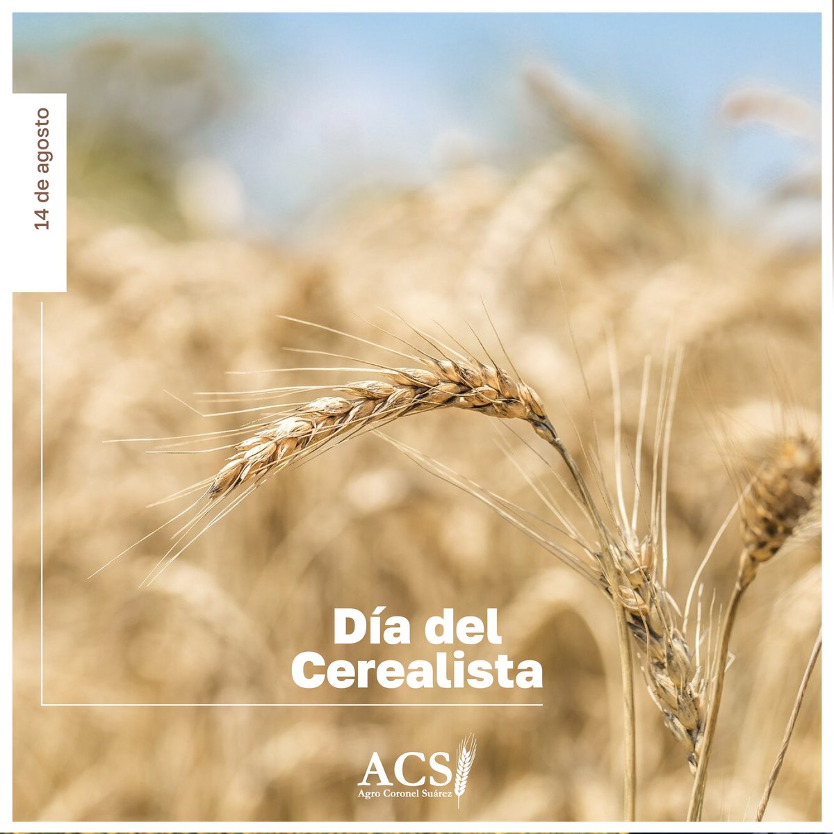 📌Hoy celebramos el primer embarque de trigo desde la Argentina al extranjero, realizado el 14 de agosto de 1926. 💪🏻🚢
Un gran acontecimiento para el campo y la economía argentina. 🇦🇷

Feliz día del Cerealista! 🌾 🙌🏽 . 

ACS