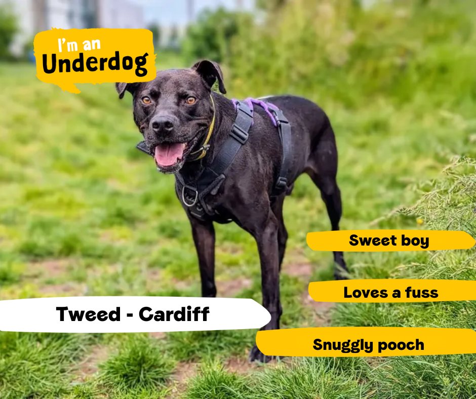 DogsTrust's tweet photo. Meet some of our amazing Underdogs who are looking for their forever homes! Underdogs are dogs who have been in our care for six months, or more. They may need extra training, ongoing veterinary treatment or a home with no children or dogs💛 https://t.co/EXOOvzFpZu