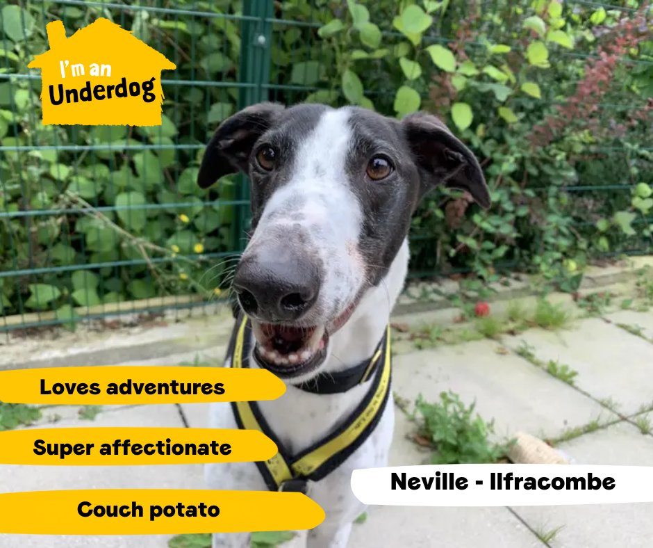 DogsTrust's tweet photo. Meet some of our amazing Underdogs who are looking for their forever homes! Underdogs are dogs who have been in our care for six months, or more. They may need extra training, ongoing veterinary treatment or a home with no children or dogs💛 https://t.co/EXOOvzFpZu