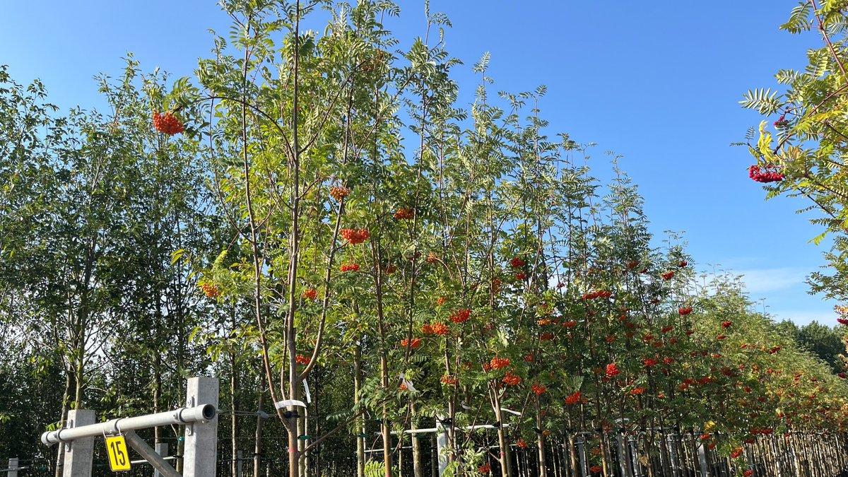 TamarNurseries's tweet photo. We have some beautiful Sorbus asplenifolia and Cardinal Royal. Both of these Sorbus offer year-round interest with white flowers appearing in late spring, followed by orange and red fruit respectively. Then you get the striking autumnal deep reds, orange, and yellow foliage. https://t.co/CU6C22Jk3R