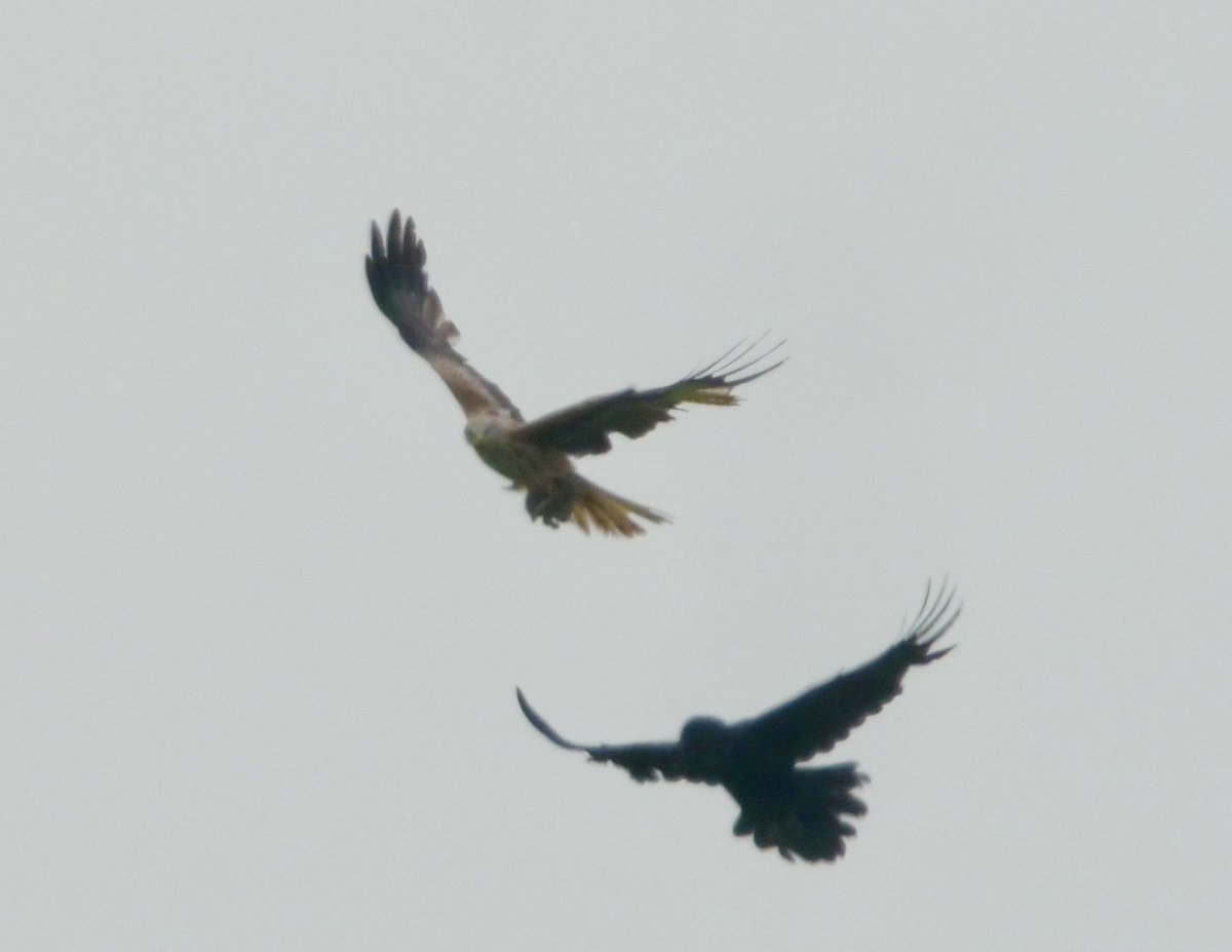 RBonney8's tweet photo. @sykesjeff Red kite and raven https://t.co/G33SC1Zqiv