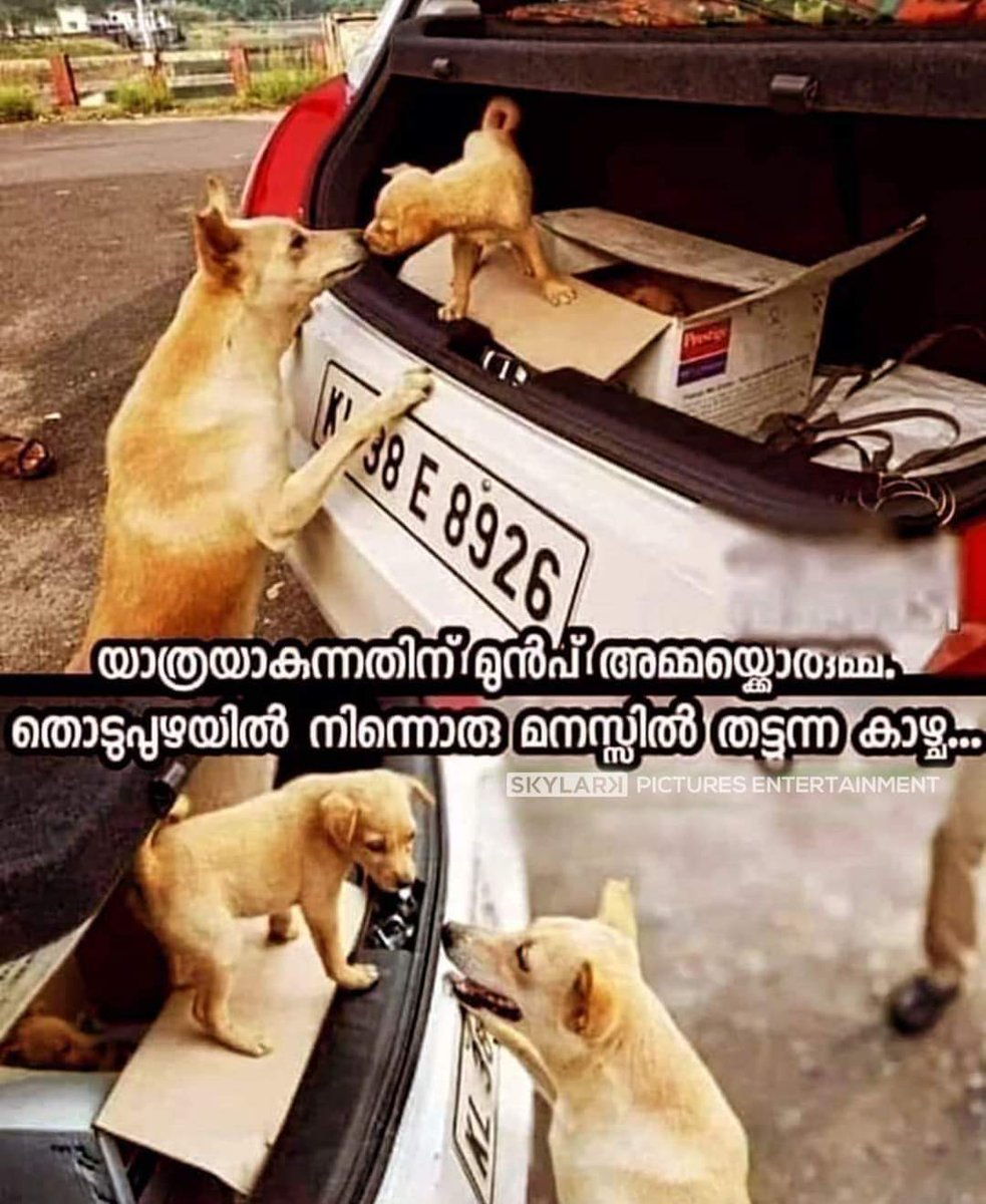 എവിടെ ചെന്നാലും നീ അമ്മയെ ഓർക്കണം നല്ല കുട്ടി ആയിട്ട് ഇരിക്കണം വയറ് നിറയെ ഭക്ഷണം കഴിച്ച് മഴ നനയാതെ ഉറങ്ങണം എനിക്കു നിന്റെ കൂടെവരണം എന്നുണ്ട് പക്ഷേ പറ്റില്ല കുഞ്ഞേ🥺🥹🥹🥹🥹🥹