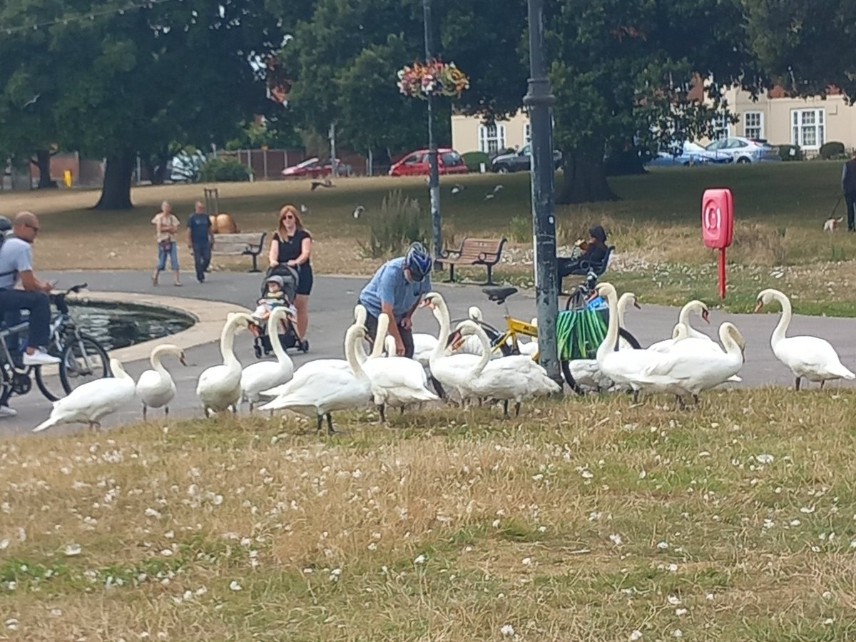 I've never seen this many swans in one place