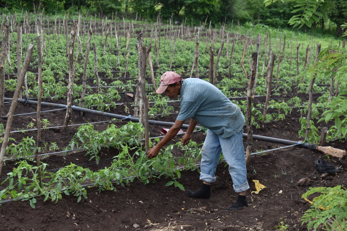 #Nicaragua 

Estamos en el tiempo donde la madre tierra nos regala los mejores frutos y que puedan servir de alimento para las familias nicaragüenses 👨‍👩‍👦‍👦 

Ahí, nuestros productores siembran y cosechan en total seguridad gracias a la labor de los 👮‍♀️👮

#45JuntoConLaComunidad