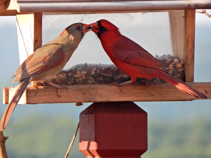 Rainmaker1973's tweet photo. Northern cardinals, the 'romantic' birds that mate for life, travel together, sing before nesting, and during courtship feed seed beak-to-beak. https://t.co/5h7HNpsEJl