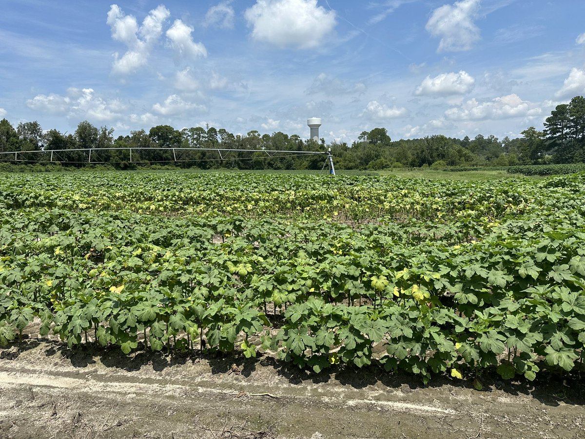 LesSchumacher's tweet image. Root-knot #nematodes LOVE okra! Digging #RKN females out of galls is fun 🤩 It is amazing how much nematode pressure these plants can handle 🌱 

@activeplantnema 
@SON_nemaweb