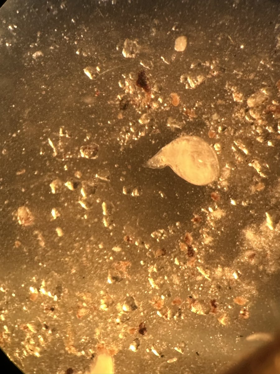 Root-knot #nematodes LOVE okra! Digging #RKN females out of galls is fun 🤩 It is amazing how much nematode pressure these plants can handle 🌱 

<a href="/activeplantnema/">Active Plant Nematologists</a> 
<a href="/SON_nemaweb/">Society of Nematologists</a>