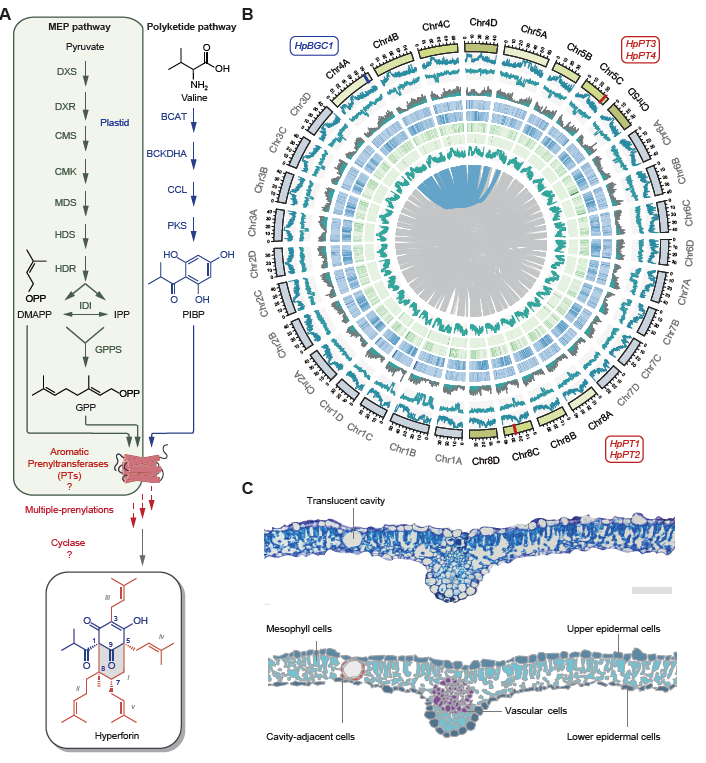 MPlantPCom's tweet photo. Single cell RNA sequencing facilitates the elucidation of the complete biosynthesis of the antidepressant hyperforin in St. John’s wort. #research #MolecularPlant https://t.co/3uywiQZRBm https://t.co/uaqKxf5DpB
