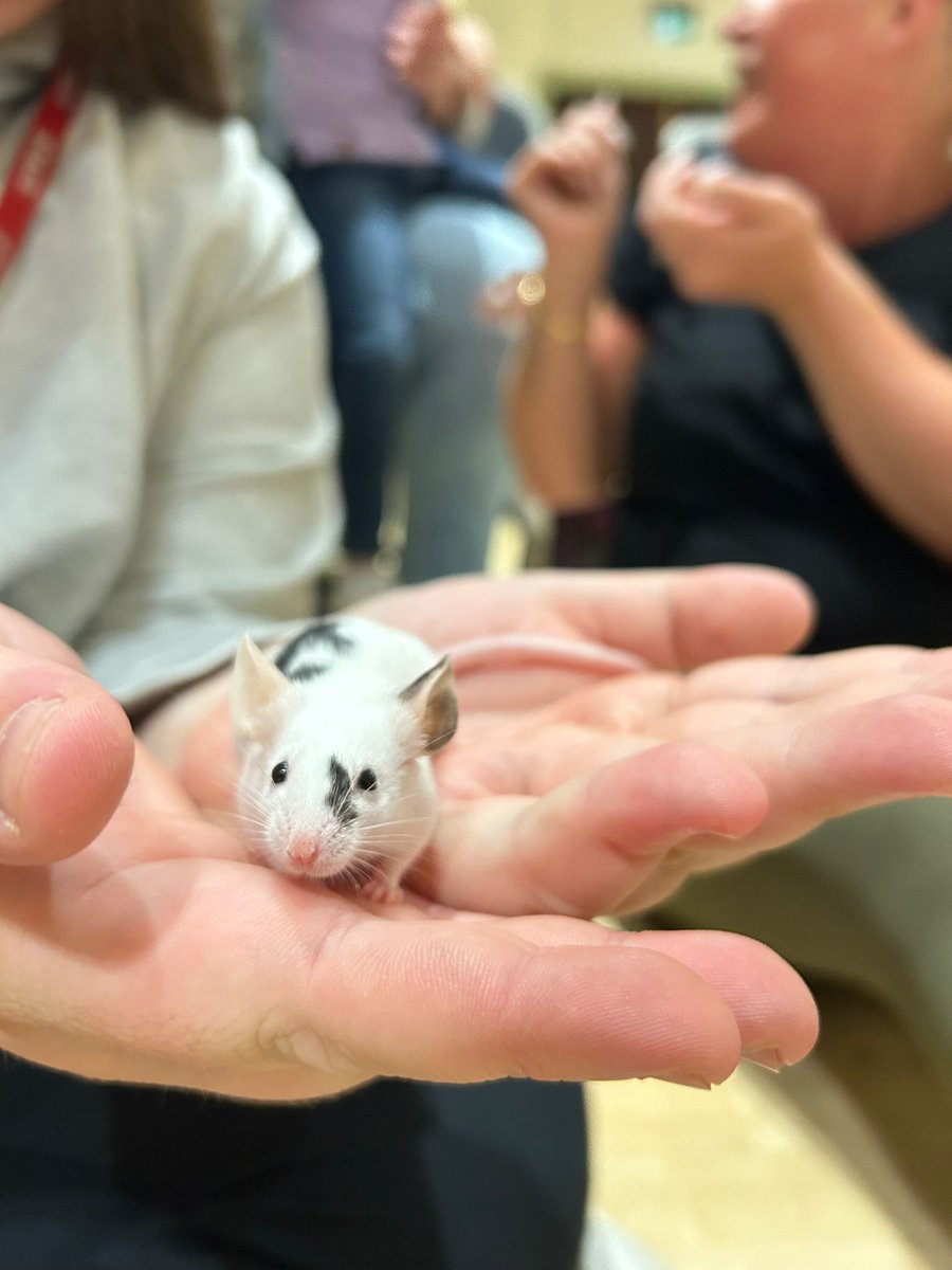 We had some furry friends join us at
the Memo yesterday!🐰

Meerkats, bunnies, skunks, tarantulas, guinea pigs and
more came to visit for an interactive animal session and were a huge hit with the kids...and the parents!😉

#animalsinteractive #animalencounters
#newbridgememo