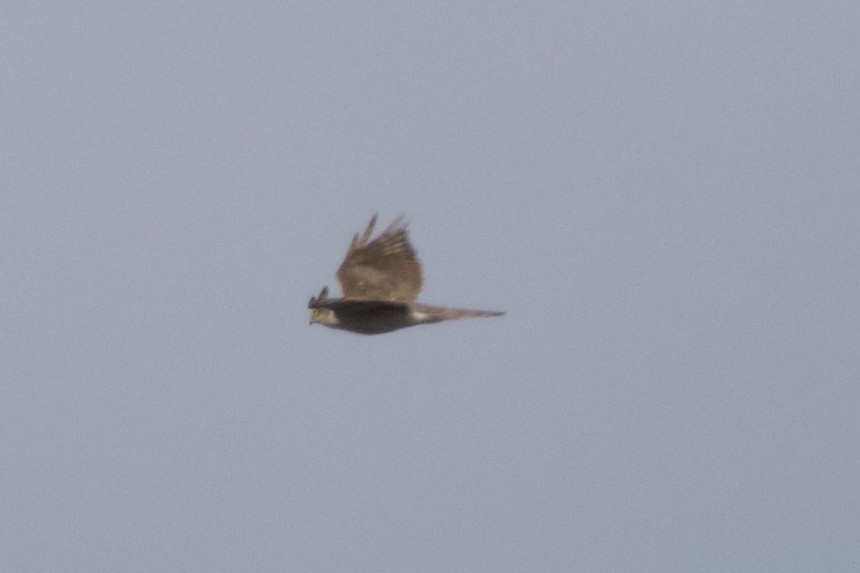 Nessie W 🐬 tweet media