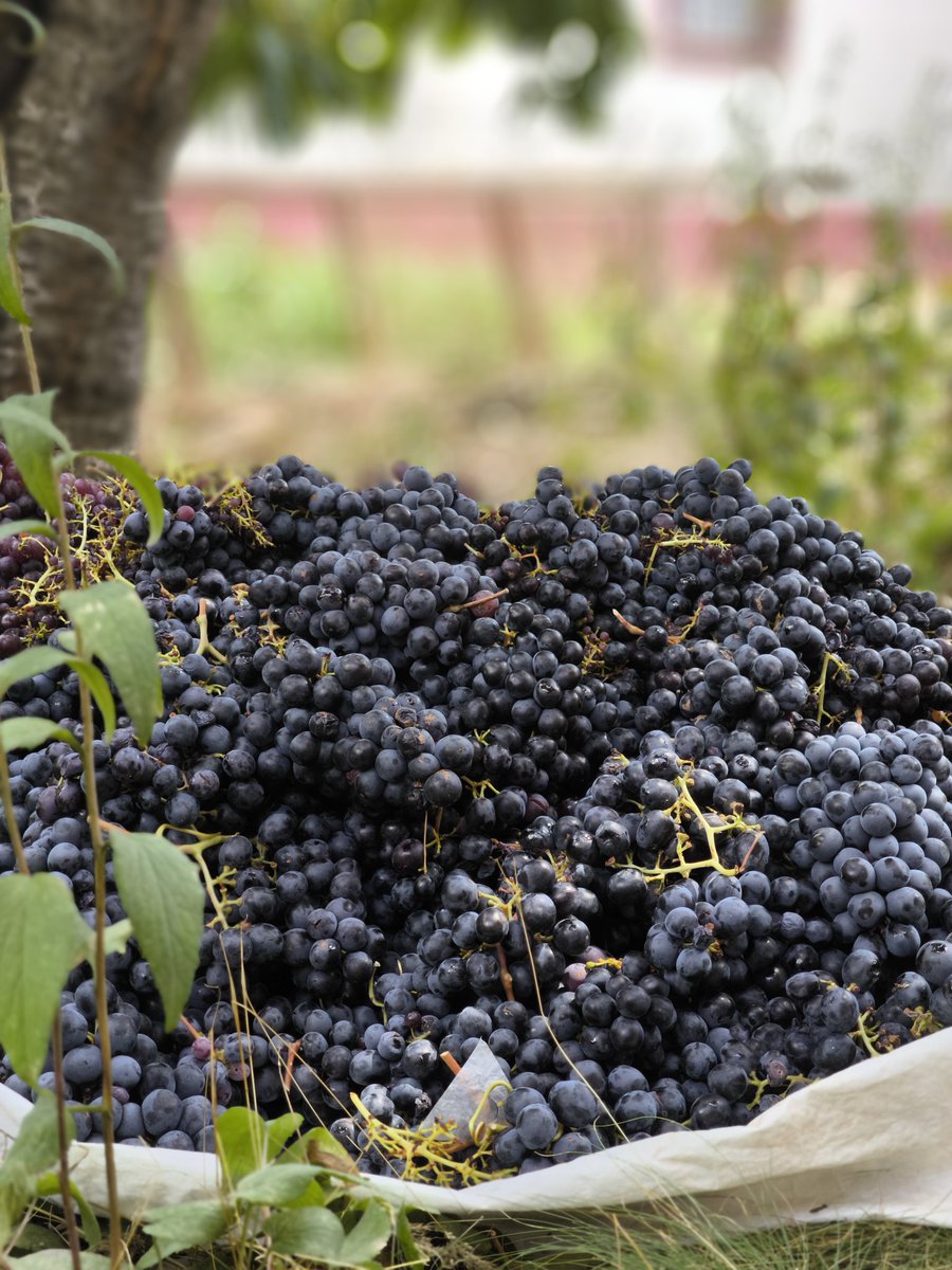 sehertunaa's tweet photo. wine-to-be https://t.co/FJge5tLy7o