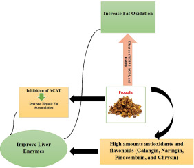 jnutritionorg's tweet photo. #CurrDevNutr review finds #propolis significantly lowers alanine aminotransferase, aspartate aminotransferase & alkaline phosphatase levels, without major changes in gamma-glutamyl transferase, anthropometric indices & adiponectin levels. #LiverFunction https://t.co/ecDyPmJpjy https://t.co/afXUMVXmNN