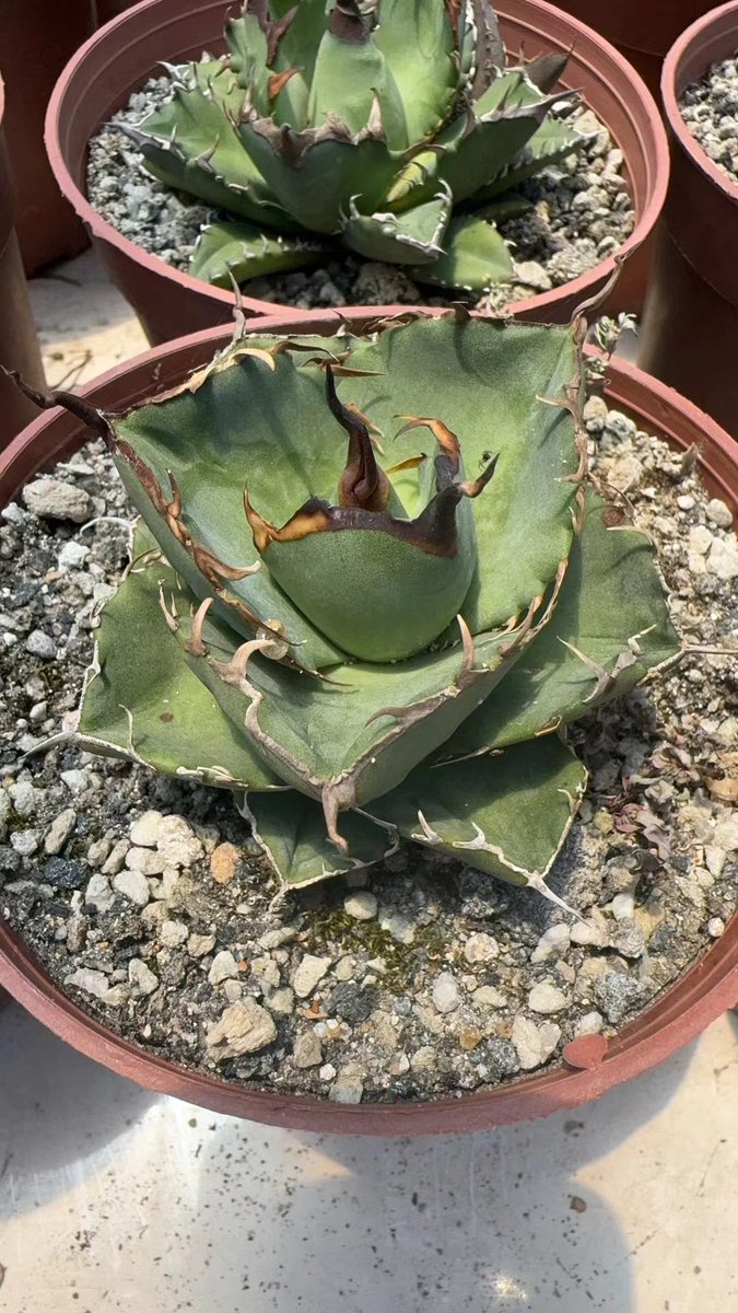 批发，零售均可