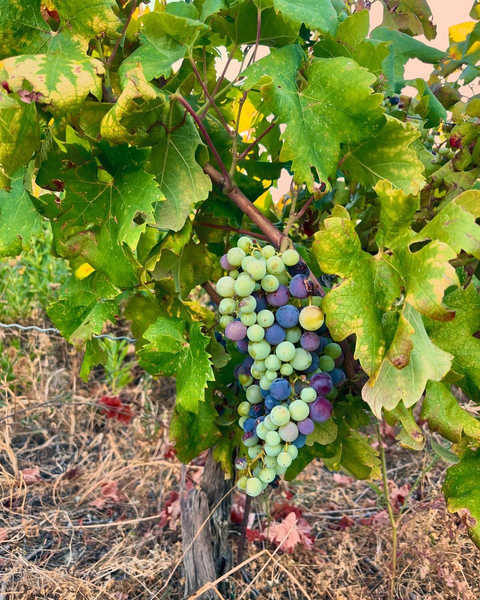 Tarasowe winnice w Zvekovicy w południowej Dalmacji spoglądające na miasteczko Cavtat i Adriatyk. Plavac mali i spółka szykują się do zbiorów.