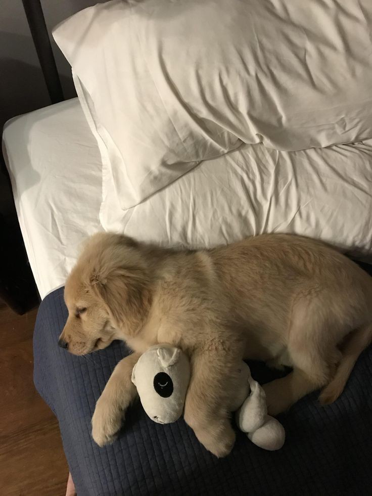 Doglover (@puppiesdoglover) on Twitter photo 