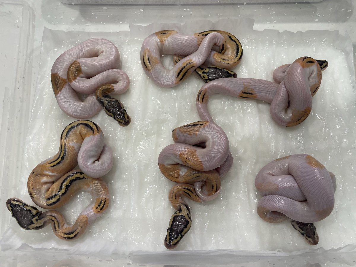 BMMorphsJapan's tweet photo. Clutch #8
Hypo Pied ♂
Pastel Phantom Pied ♀
FSが楽しみ😊
#ボールパイソン
#ballpython
#ballgame
#ballin
#hetarmy
#recessivemorphs https://t.co/t2e8jjEWYj