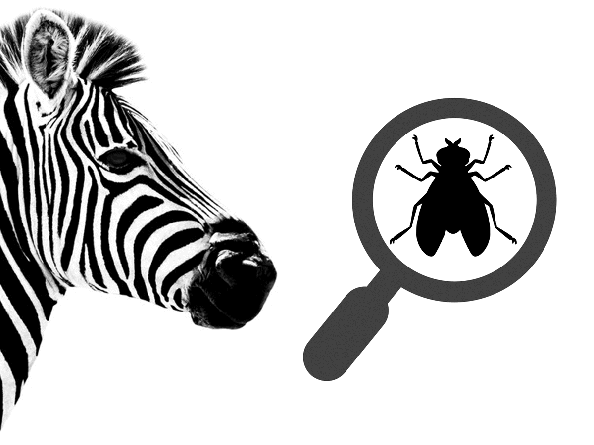 EntomoDaily's tweet photo. 🚨NUEVO HILO🚨

¿Por qué las cebras tienen rayas 🦓? ¿Y qué tiene ésto que ver con la entomología?

Esta pregunta, considerada una de las grandes incógnitas de la zoología, podría estar cerca de solucionarse. Y la respuesta la tendría una mosca 🪰

¡Dentro hilo 🧵! 👇 https://t.co/FRJeFty25M