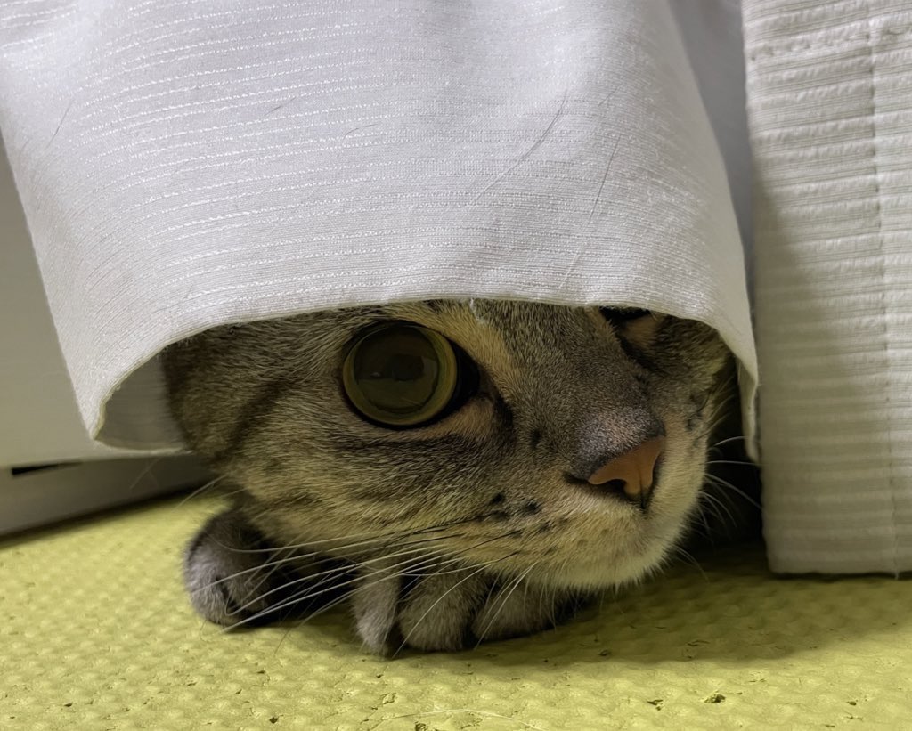 じーーーーーーーーっ
##猫 #猫のいる暮らし #アメショ