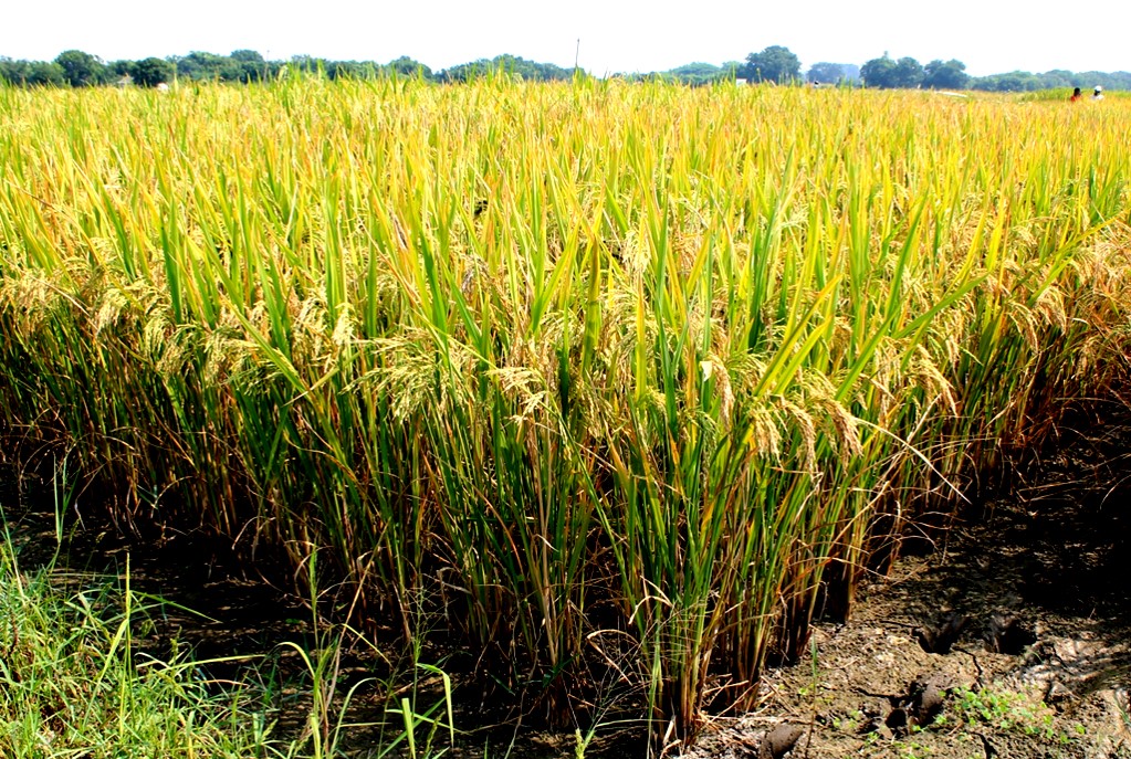 ccmb_csir's tweet photo. Introducing the DRR Dhan 73 rice, dev by ICAR-IIRR &amp; us, released by the Hon'ble Prime Minister this week. It's a derived line of high-yielding Samba Mahsuri rice, tolerates low soil phosphorus.This is the kind of crop we need to reduce input costs &amp; chem fertilizer pollution. https://t.co/0swBBQo7vd