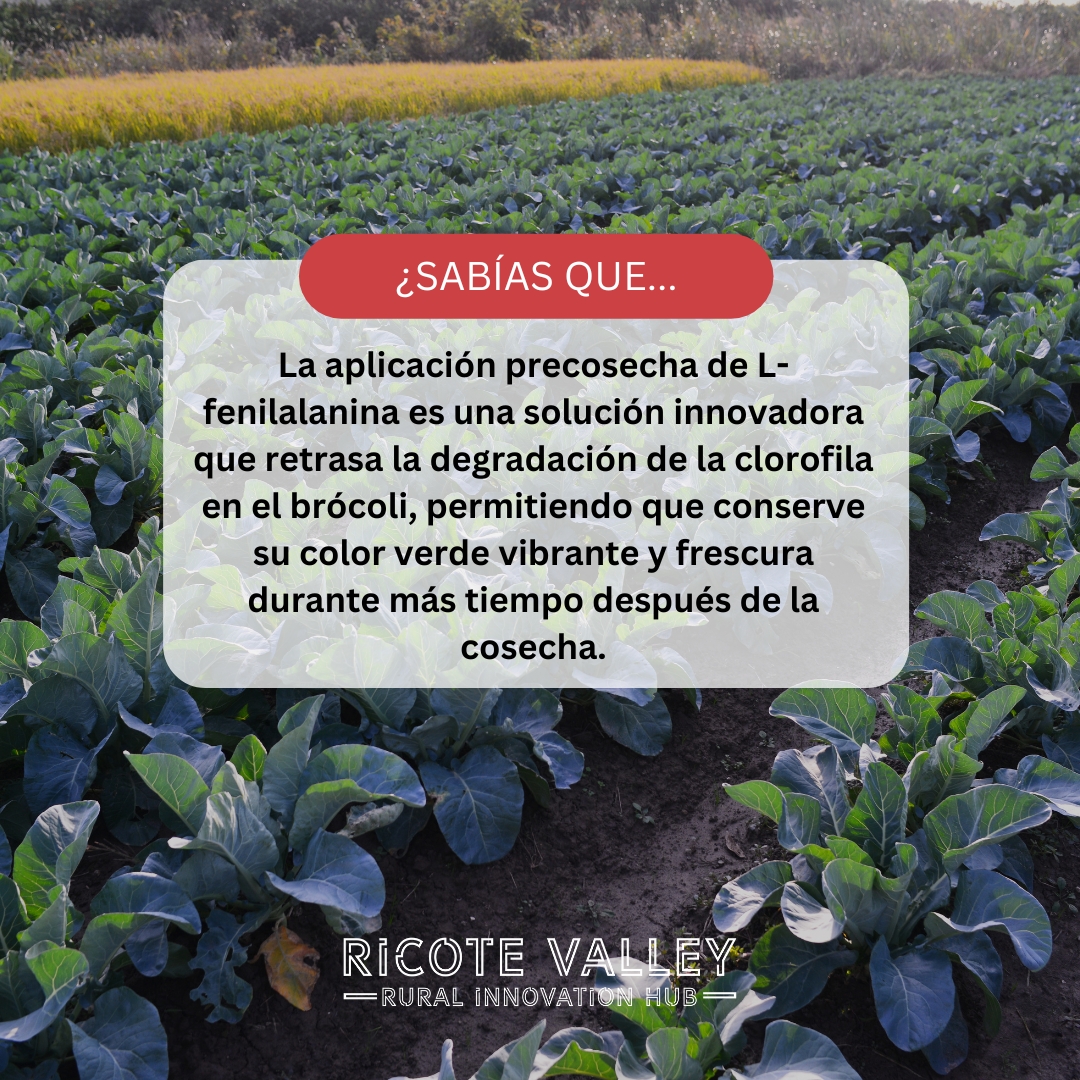 🌿 ¡Descubre la clave para mantener tu brócoli fresco por más tiempo! 🌿

Fuente 👉 poscosecha.com
