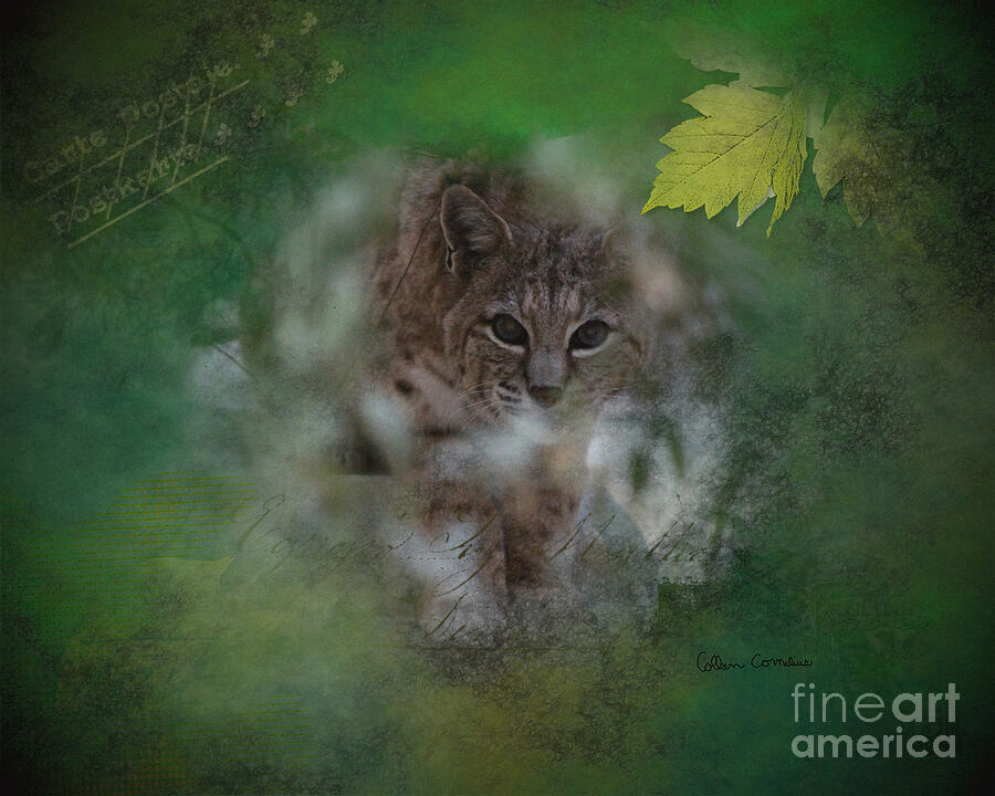 PamelaBaker67's tweet photo. https://t.co/EO44kChadx @FineArtAmerica #ShopPixels @ButterflysAttic #EJWTT #FineArt #MixedMedia https://t.co/gHqzq9PJTi
