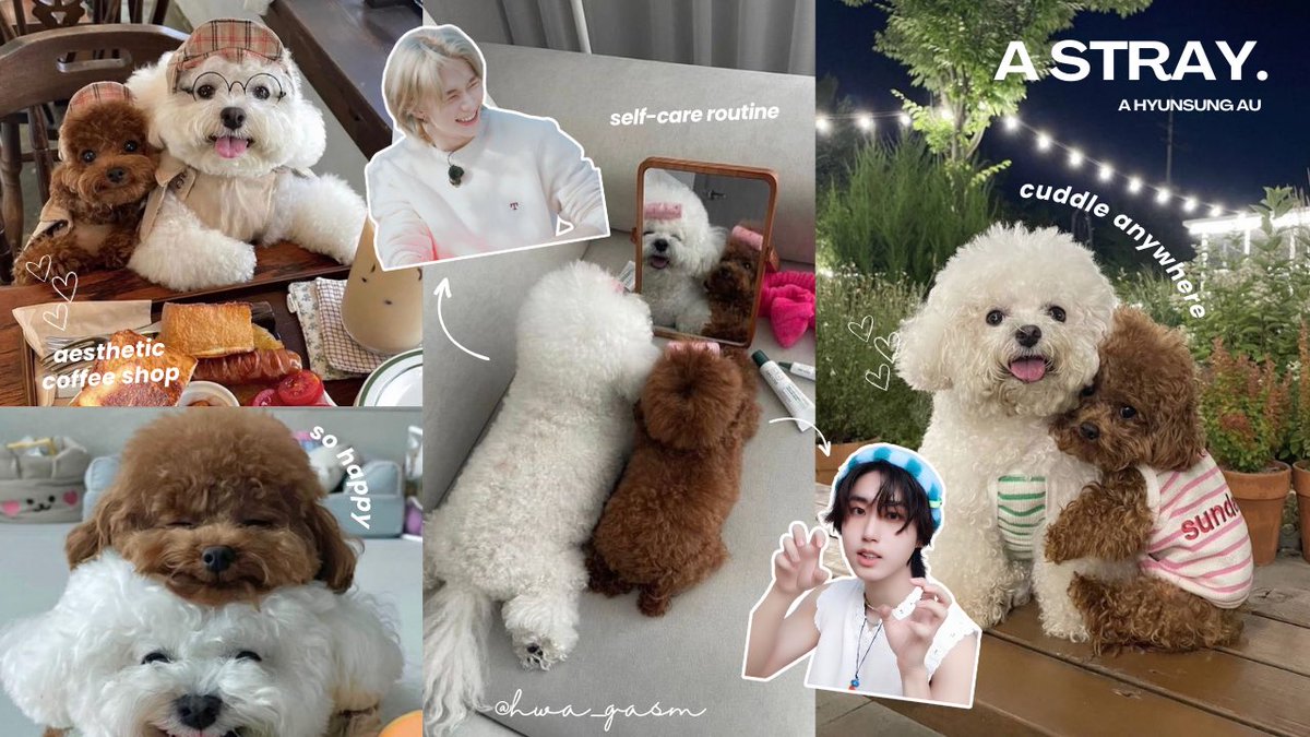 — a stray (hybrids au)

[ hyunsung alternative universe ]