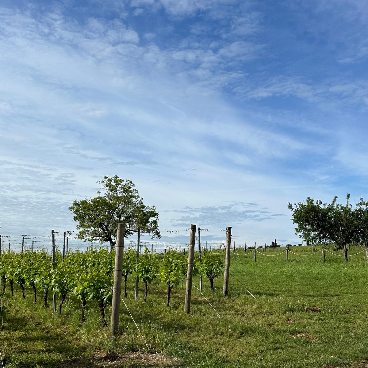 For several centuries our #vineyards in #Bardolino have been growing on unique moraine soils, formed by glacial deposits. The mild climate of the lake and the cool breezes allow a slow and constant ripening, enhancing the characteristic aromas and flavors that define our #wines🍷