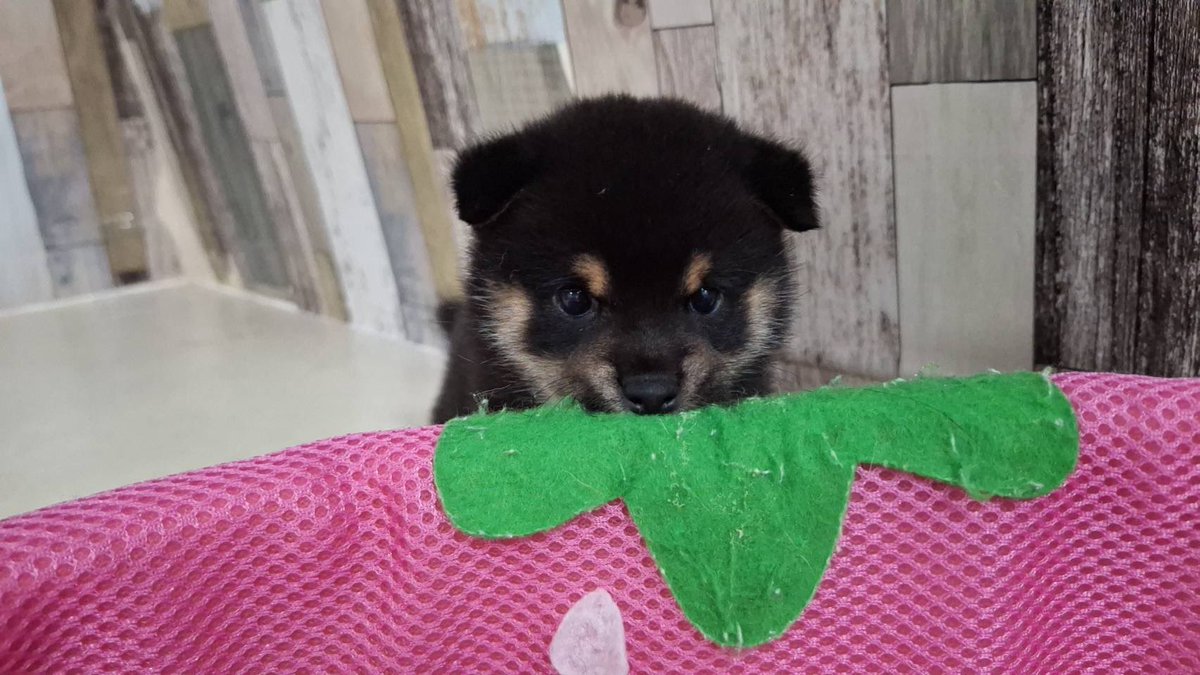 あざとすぎる…可愛い……